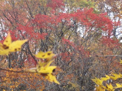 面白山トレッキング＆芋煮会_e0265627_15281568.jpg