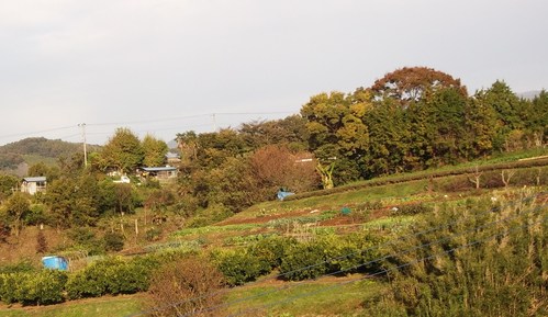 まい~ふあーむ...こんな菜園です。_b0137932_20381237.jpg