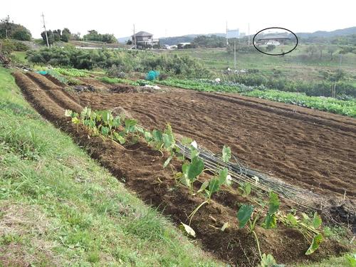 まい~ふあーむ...こんな菜園です。_b0137932_20394539.jpg