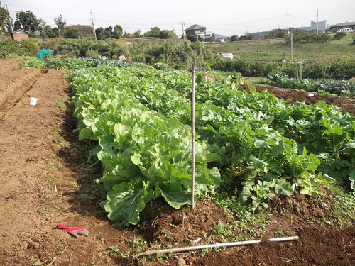 まい~ふあーむ...こんな菜園です。_b0137932_20425232.jpg