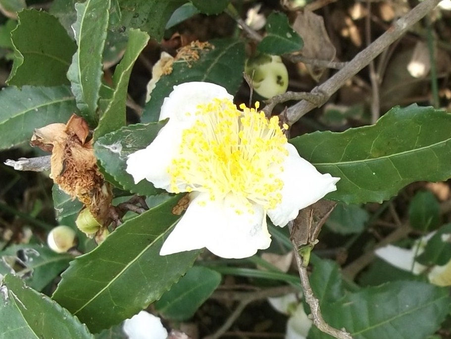 まい~ふあーむ...こんな菜園です。_b0137932_21153778.jpg