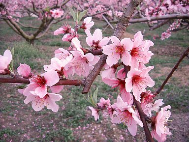 雑記＿岸和田市包近（かねちか）の桃の花_a0038933_22512021.jpg