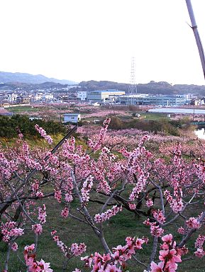 雑記＿岸和田市包近（かねちか）の桃の花_a0038933_2304684.jpg