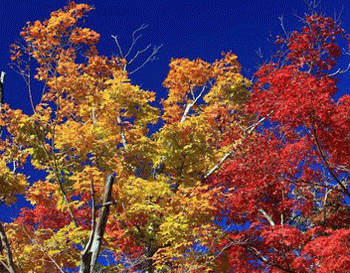 a0044453_20573053.gif