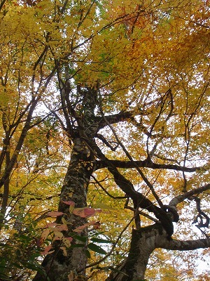c0097754_11514930.jpg