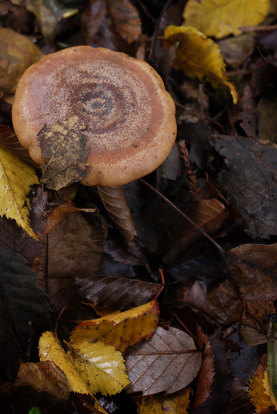 c0087773_2148537.jpg