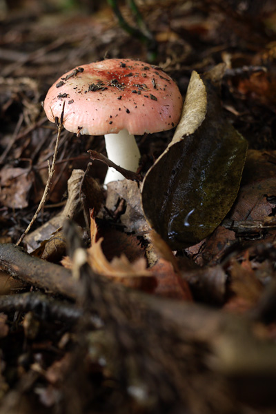 c0087773_2149485.jpg