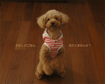 c0196673_838347.gif