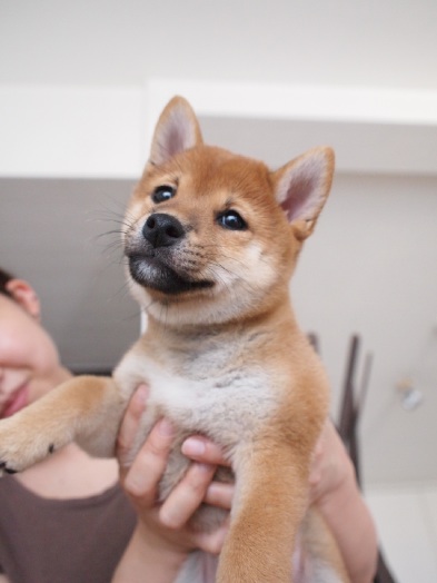 ぐりぐらちゃん 生後57日 1 黒柴けんしろう ゆるりな日常