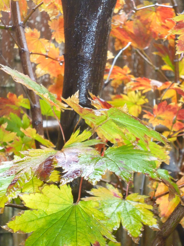 赤穂屋の紅葉_d0230676_9242834.jpg