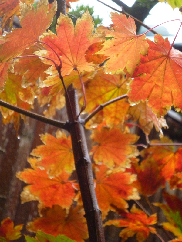 赤穂屋の紅葉_d0230676_9244146.jpg