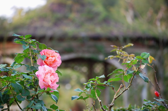 ちょっと寄り道♪　下見と英国庭園_d0179983_220192.jpg