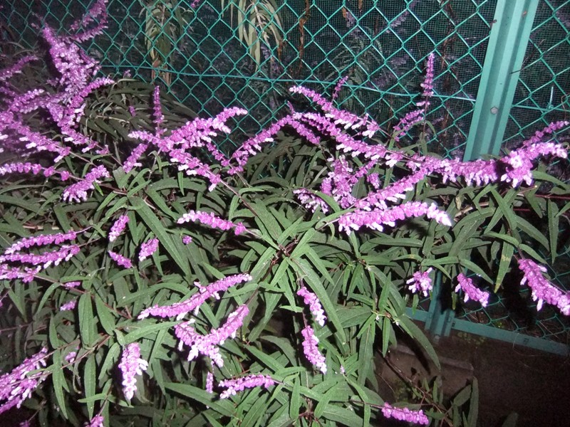 b0286989_4573992.jpg