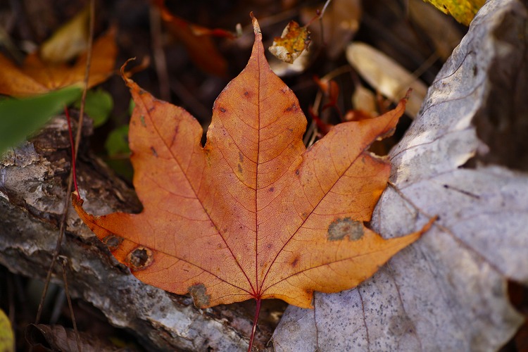 Whisper Of Acer　（奥多摩・外秩父の森から）_b0255992_14262143.jpg