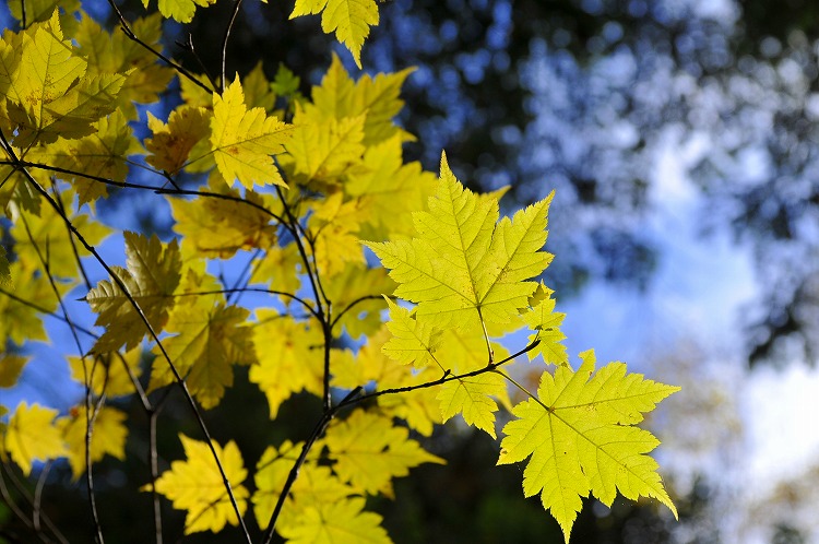 Whisper Of Acer　（奥多摩・外秩父の森から）_b0255992_1434795.jpg