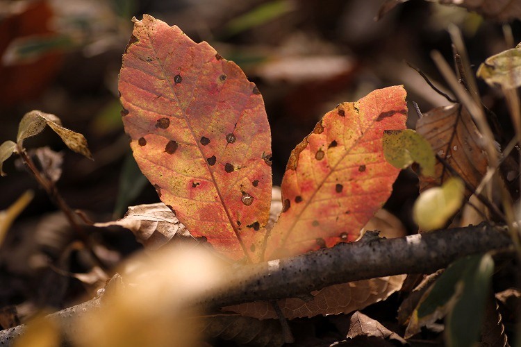 Whisper Of Acer　（奥多摩・外秩父の森から）_b0255992_14523337.jpg