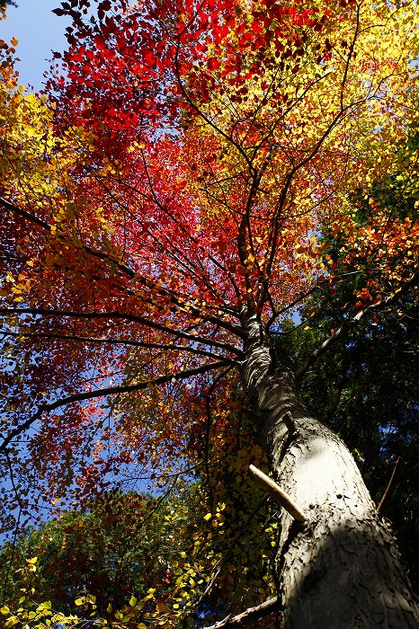 Whisper Of Acer　（奥多摩・外秩父の森から）_b0255992_15192239.jpg