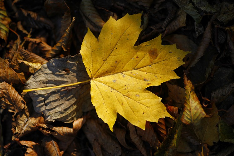 Whisper Of Acer　（奥多摩・外秩父の森から）_b0255992_1545576.jpg