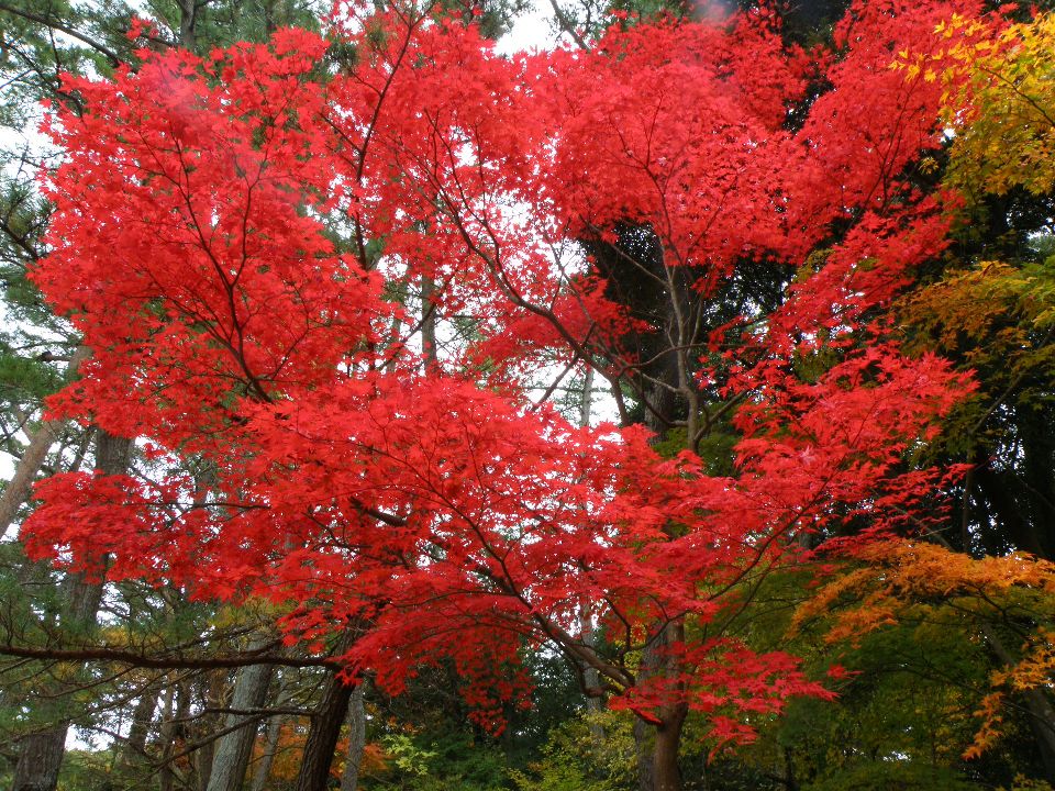 凄いね、六甲。最高潮の紅葉巡り25km/9時間　2012/11/10（土）　晴れたり曇ったり　単独_c0134193_21211791.jpg