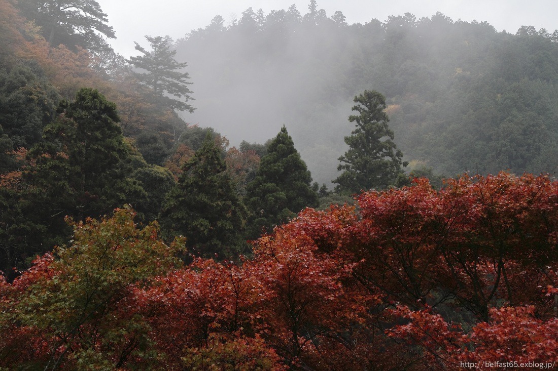 高山寺の紅葉_f0095094_21594234.jpg