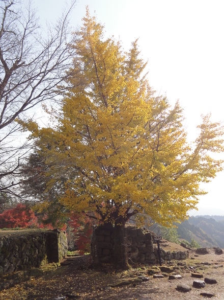 紅葉を見に竹田・岡城へ♪_f0209394_2316742.jpg