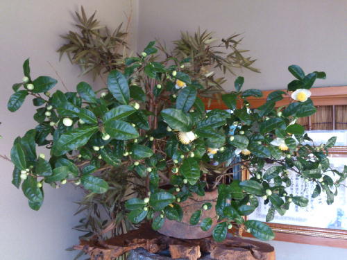 炉開きと茶の花 やまきのおかあちゃんの日記