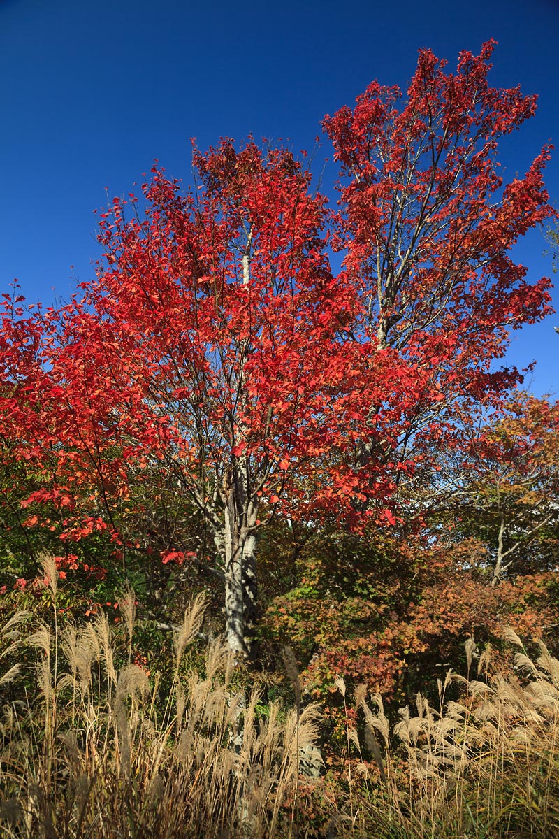 d0200900_44941.jpg