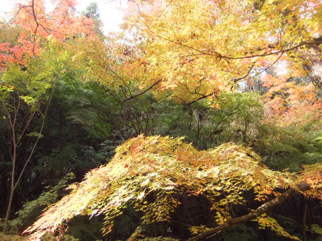 a0271502_20132981.jpg