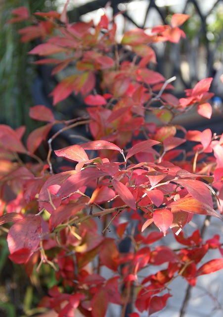 庭の小さな秋　ブルーベリーの紅葉　アイフォーン5_a0123003_233676.jpg