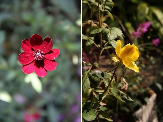 庭の小さな秋　ブルーベリーの紅葉　アイフォーン5_a0123003_2343952.jpg