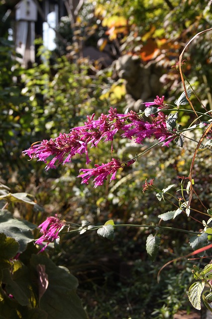 庭の小さな秋　ブルーベリーの紅葉　アイフォーン5_a0123003_23464648.jpg