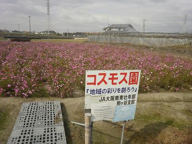 「はびきの源氏の里ウォーキング」の最終下見・・・・の巻_f0211218_9591795.jpg