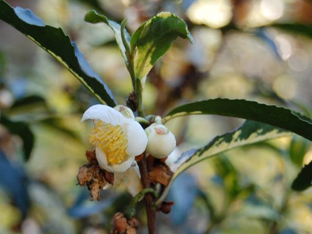 斑入り茶の木 フイリチャノキ 花の仲間調べ