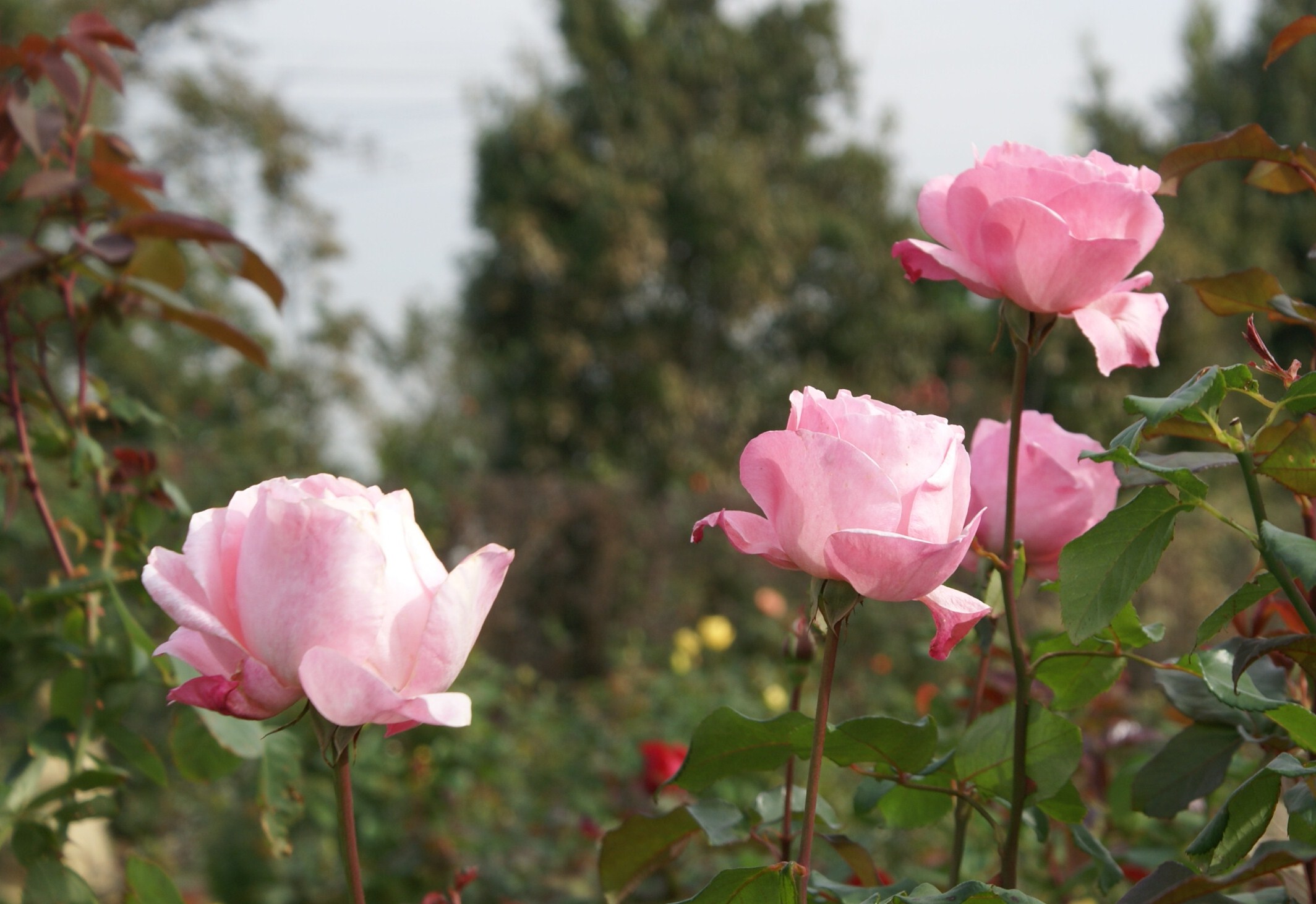 秋の薔薇園に行こう～♪_f0193329_24143.jpg