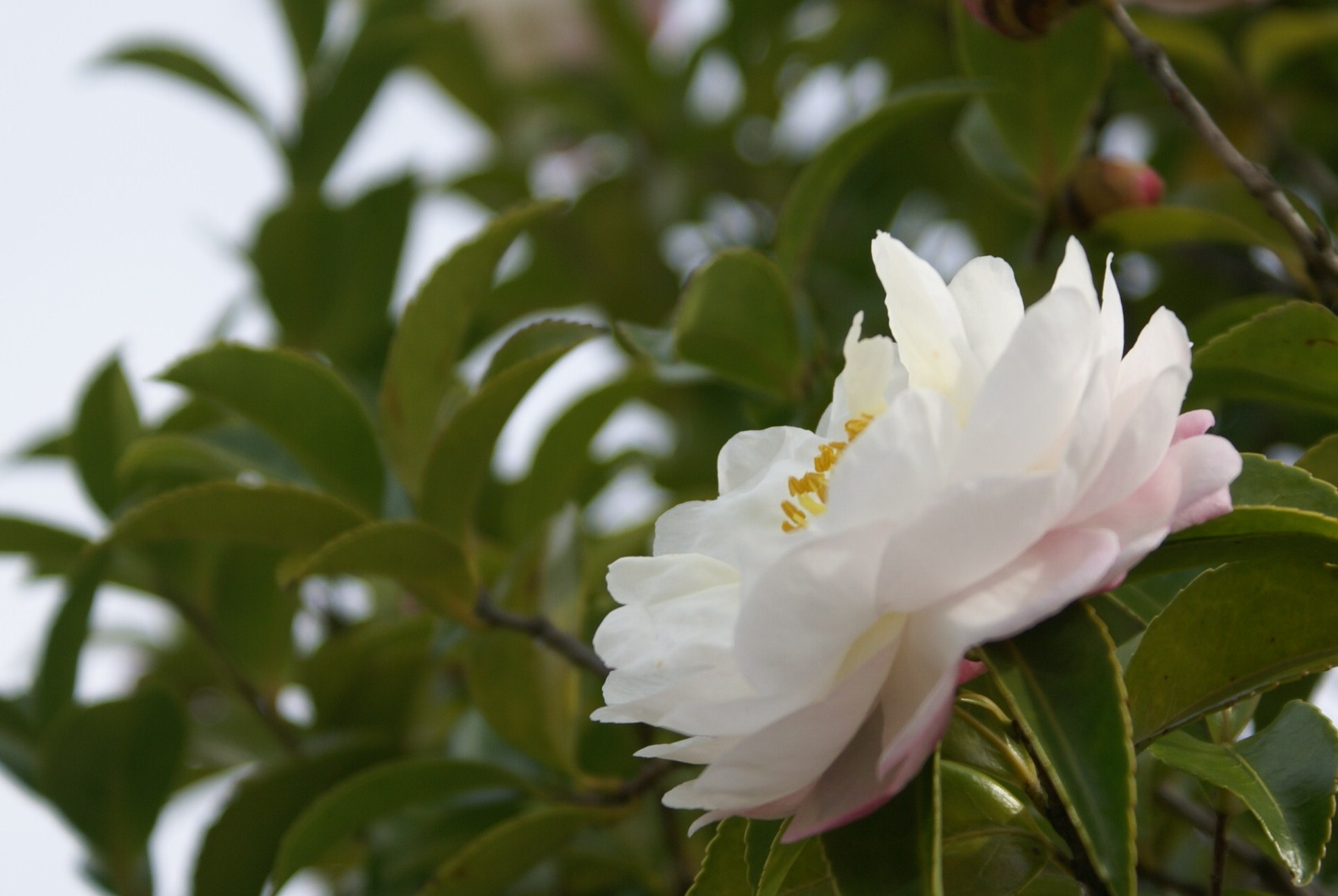 秋の薔薇園に行こう～♪_f0193329_3165712.jpg