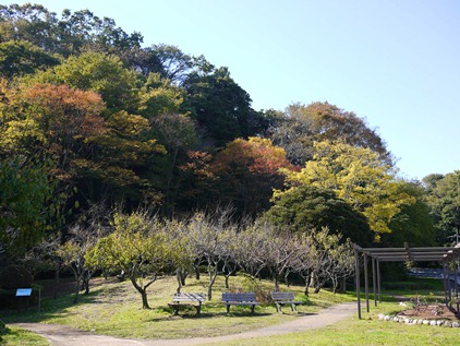 富岡総合公園／秋の風景_f0232136_1441395.jpg