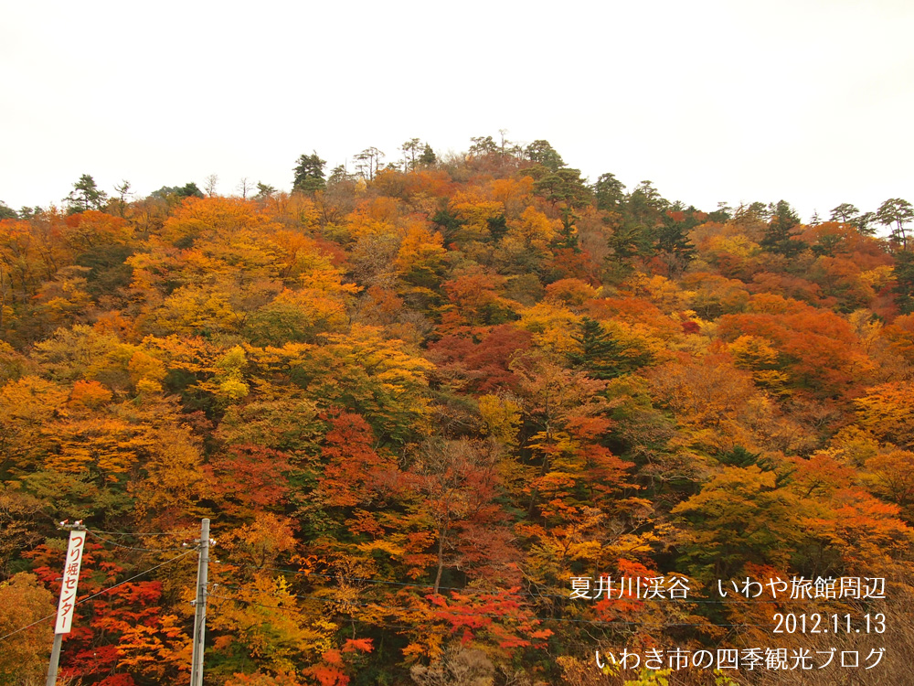 11月14日（水）　夏井川渓谷　紅葉が見頃を迎えました！_f0105342_1639382.jpg