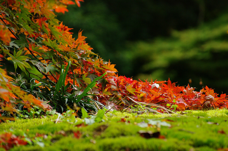 紅葉 2012　～神護寺～_f0152550_20234712.jpg