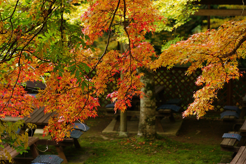 紅葉 2012　～神護寺～_f0152550_20241055.jpg