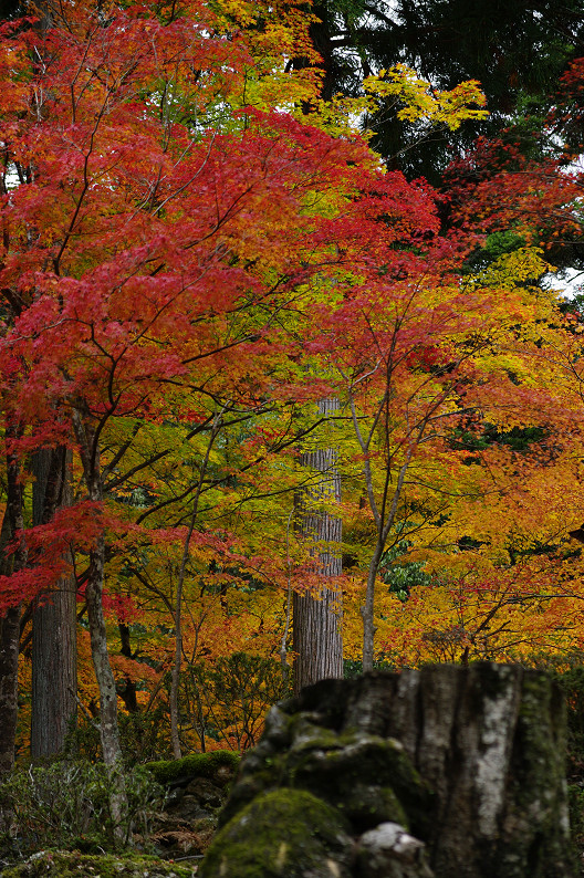 紅葉 2012　～神護寺～_f0152550_20242231.jpg