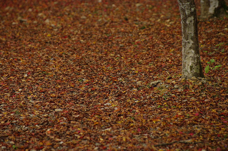 紅葉 2012　～神護寺～_f0152550_20243070.jpg