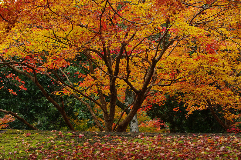 紅葉 2012　～神護寺～_f0152550_2024503.jpg