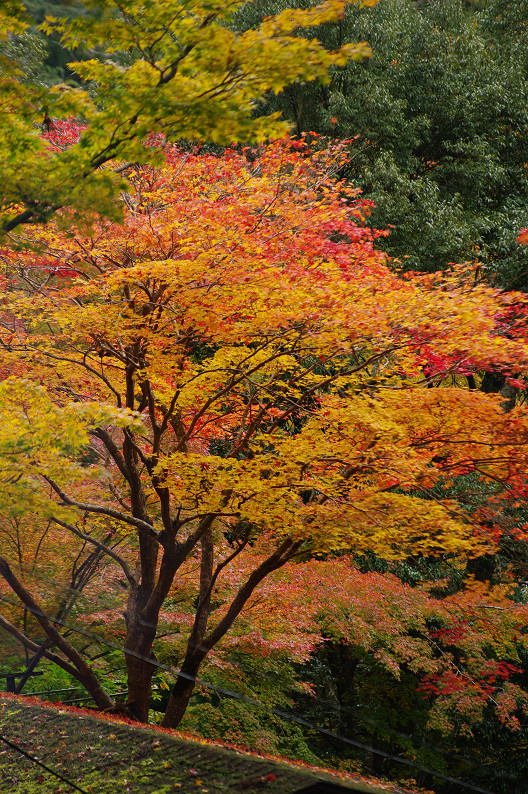 紅葉 2012　～神護寺～_f0152550_2025075.jpg