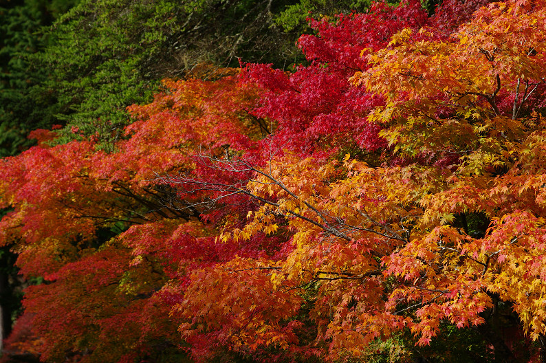 紅葉 2012　～神護寺～_f0152550_20254733.jpg