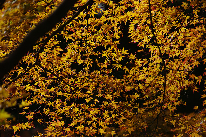 紅葉 2012　～神護寺～_f0152550_20261618.jpg