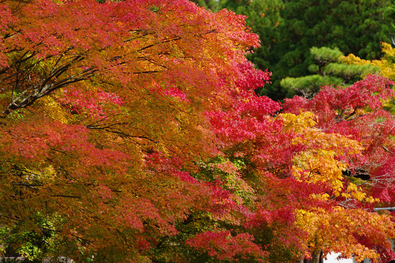 紅葉 2012　～神護寺～_f0152550_20262228.jpg