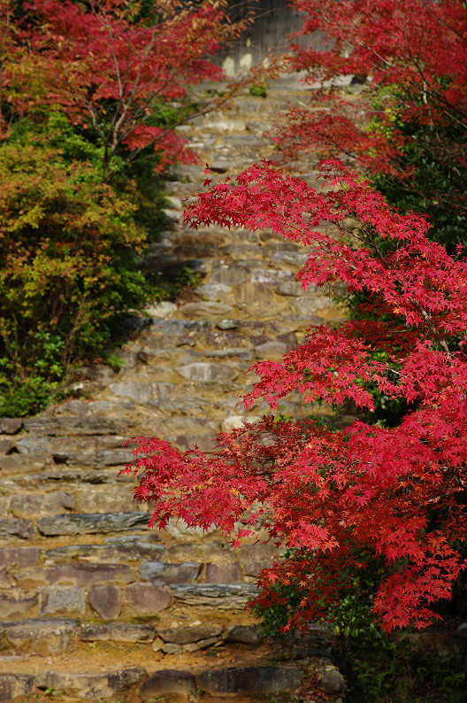 紅葉 2012　～神護寺～_f0152550_20262993.jpg