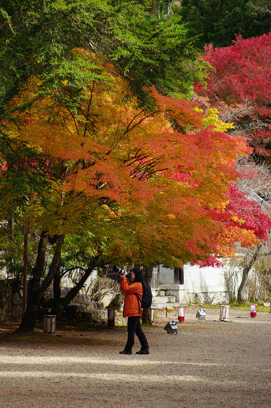 紅葉 2012　～神護寺～_f0152550_20265066.jpg