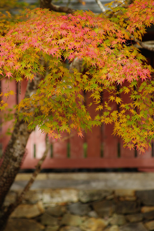 紅葉 2012　～神護寺～_f0152550_2026931.jpg