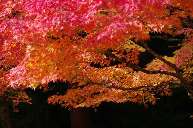 紅葉 2012　～神護寺～_f0152550_20271247.jpg